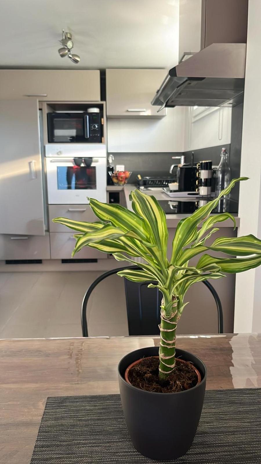 Apartment Aux Pieds Des Vignes *
